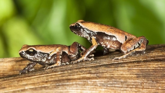 Franky’s narrow-mouthed frog (Mysticellus franki) is literally mysterious. It took two years from the discovery of the tadpoles for Biju and his team to finally identify the adults, and another four years before they could announce their discovery to the world. When it was described in 2019, it was awarded its own newly created genus, Mysticellus, derived from the Latin mysticus or mysterious. They disappeared as mysteriously as they appeared to the scientists, who haven’t been able to trace where they live in non-breeding season. Their call sounds like a chorus of insects.(Photo by SD Biju)
