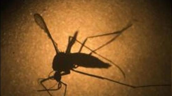 Aedes aegypti mosquito is known to carry the Zika virus. (File photo)