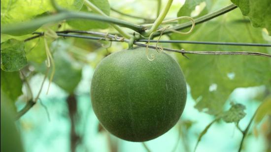 Monkfruit cultivation was initiated on a trial basis by planting 50 seedlings at Raison in Naggar tehsil of Kullu district on Monday. (HT Photo)