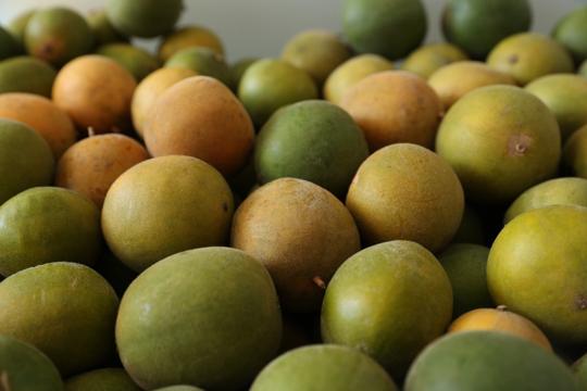 Monkfruit is being cultivated at the Council of Scientific and Industrial Research (CSIR)-run Institute of Himalayan Bioresource Technology (IHBT), Palampur. (HT Photo) Monkfruit is being cultivated at the Council of Scientific and Industrial Research (CSIR)-run Institute of Himalayan Bioresource Technology (IHBT), Palampur. (HT Photo)