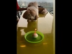 The image shows Farah Khan's dog named Smoochy.