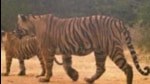 Increasing big cat population at Ranthambore Tiger Reserve a concern, CM calls for expert panel Increasing big cat population at Ranthambore Tiger Reserve a concern, CM calls for expert panel