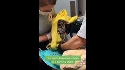 The image shows the rescuer trying to separate the owl and the turtle.