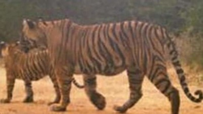 Increasing big cat population at Ranthambore Tiger Reserve a concern, CM calls for expert panel