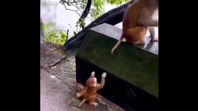 The image shows the baby monkey trying to climb a wall. (Screengrab)