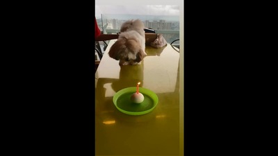 The image shows Farah Khan's dog named Smoochy. (Instagram/@arahkhankunder)
