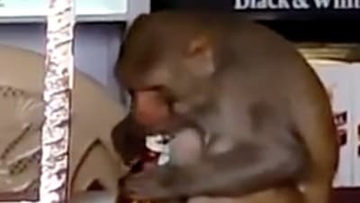 An onlooker asks if the monkey came to the shop by mistake or by choice as a gaggle of laughter can be heard in the background An onlooker asks if the monkey came to the shop by mistake or by choice as a gaggle of laughter can be heard in the background
