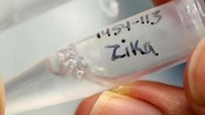 Zika virus is a vector-borne disease and is carried usually by the day-biting mosquito called Aedes Aegypti. (Reuters | Representational image) Zika virus is a vector-borne disease and is carried usually by the day-biting mosquito called Aedes Aegypti. (Reuters | Representational image)