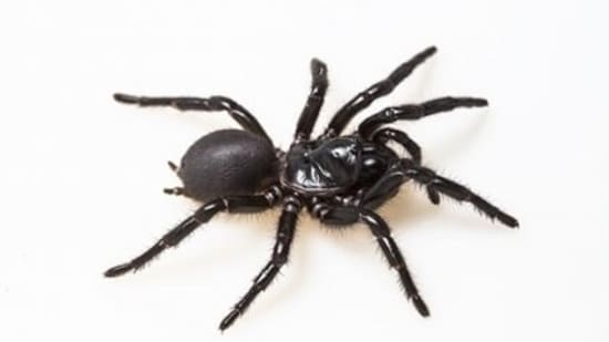 The researchers have developed a drug candidate from a molecule found in the venom of the Fraser Island funnel-web spider.(University of Queensland)