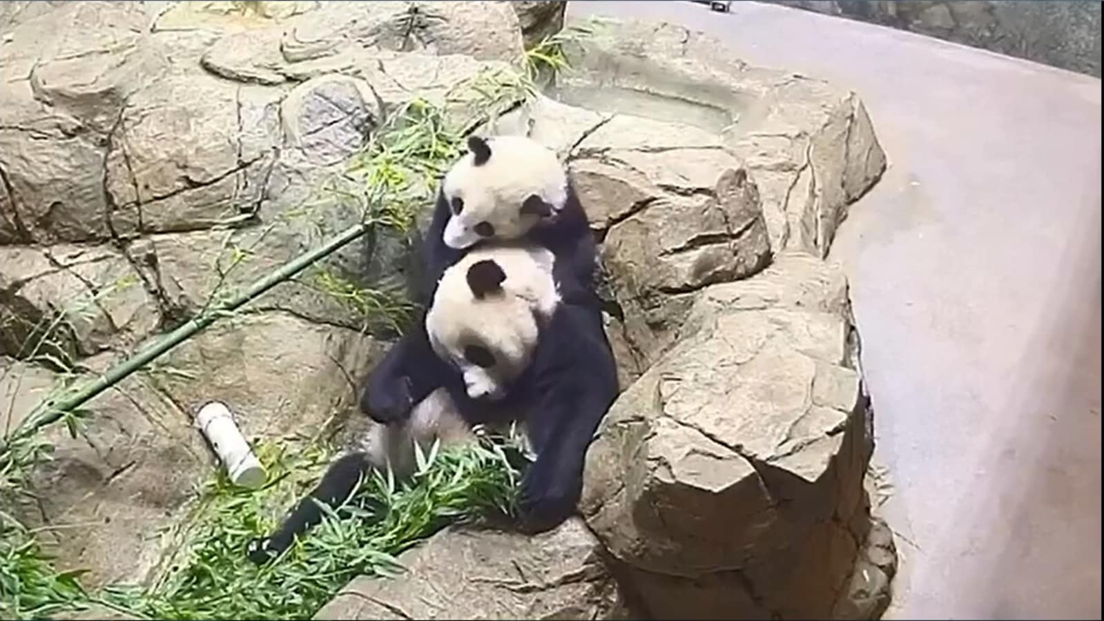 Off The Charts Adorable Giant Panda Cub Plays With Its Mama Video Goes Viral Trending Hindustan Times