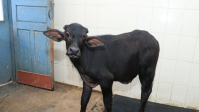 Buffalo thieves giving sleepless nights to Haryana farmers Buffalo thieves giving sleepless nights to Haryana farmers