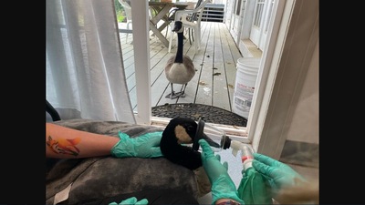 The image shows the goose visiting its mate in medical centre. (Instagram/@thecapewildlifecenter)