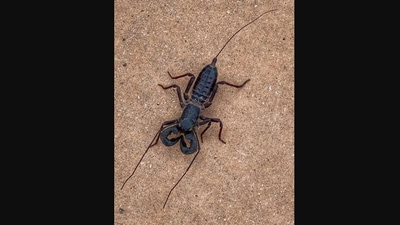 The image shows a bug named vinegaroon. (Instagram/@nationalparkservice)