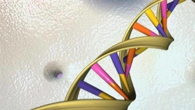 A recent study suggests that 7% of our genome is uniquely shared with other humans, and not shared by other early ancestors. (Representational image/Reuters) A recent study suggests that 7% of our genome is uniquely shared with other humans, and not shared by other early ancestors. (Representational image/Reuters)