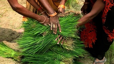 Women farmers place paddy saplings at one place before replanting in a field at Tiuri village, in the Indian state of Uttar Pradesh. (AP) Women farmers place paddy saplings at one place before replanting in a field at Tiuri village, in the Indian state of Uttar Pradesh. (AP)