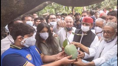 Well-known mango grower Kalimullah Khan gave Samajwadi Party president Akhilesh Yadav and his two children, Tina and Arjun, a mango weighing 2 kg in Malihabad (Lucknow), on Saturday. Akhilesh had gone to Malihabad on Khan’s invitation. He saw a special mango tree in Khan’s orchard that bears 300 varieties of mangoes. (SOURCED) Well-known mango grower Kalimullah Khan gave Samajwadi Party president Akhilesh Yadav and his two children, Tina and Arjun, a mango weighing 2 kg in Malihabad (Lucknow), on Saturday. Akhilesh had gone to Malihabad on Khan’s invitation. He saw a special mango tree in Khan’s orchard that bears 300 varieties of mangoes. (SOURCED)