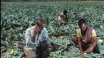 The mobile app allows farmers of organic food in Rajasthan to directly bargain and negotiate a price with a pool of buyers on the application . (File Photo/Representative use) The mobile app allows farmers of organic food in Rajasthan to directly bargain and negotiate a price with a pool of buyers on the application . (File Photo/Representative use)