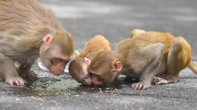 A Beijing-based veterinary surgeon was infected with the virus after he dissected two dead monkeys in early March. (Raj K Raj / HT Photo) A Beijing-based veterinary surgeon was infected with the virus after he dissected two dead monkeys in early March. (Raj K Raj / HT Photo)