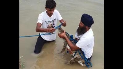 Workers with the crocodile rescued from a pond near Samaspur village in Kurukshetra district. (HT Photo) Workers with the crocodile rescued from a pond near Samaspur village in Kurukshetra district. (HT Photo)