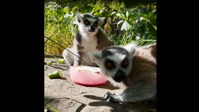 The image shows the lemur enjoying the icy treats. (Instagram/@zsllondonzoo)