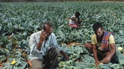 The mobile app allows farmers of organic food in Rajasthan to directly bargain and negotiate a price with a pool of buyers on the application . (File Photo/Representative use)
