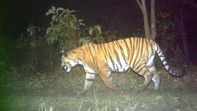 A Royal Bengal Tiger captured during the recent camera trapping survey of the species at Assam’s Manas National Park. (Photo: Manas National Park) A Royal Bengal Tiger captured during the recent camera trapping survey of the species at Assam’s Manas National Park. (Photo: Manas National Park)