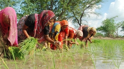 Women harvesting kharif crop in Kota region. (HT File) Women harvesting kharif crop in Kota region. (HT File)