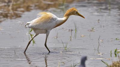 A cattle egret searching for food in a paddy field in Ludhiana. (Gurpreet Singh/HT)
