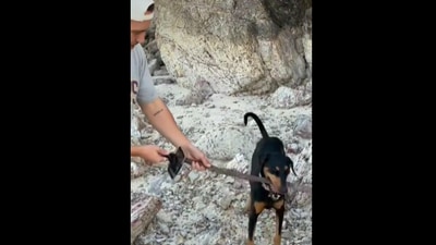 The image shows Instagram user Dylan Gray giving the stick to his doggo. (Instagram/@dylan.mattgray) The image shows Instagram user Dylan Gray giving the stick to his doggo. (Instagram/@dylan.mattgray)