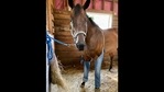 Twitter user Ben Voytas shared the picture of the horse on his handle.(Twitter/@BenVoytas) Twitter user Ben Voytas shared the picture of the horse on his handle.(Twitter/@BenVoytas)