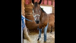 Twitter user Ben Voytas shared the picture of the horse on his handle.