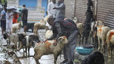 A man bathes his sheep in rainwater as he waits for customers a market on the eve of Eid-ul-Azhain Jammu on Tuesday. (AP) A man bathes his sheep in rainwater as he waits for customers a market on the eve of Eid-ul-Azhain Jammu on Tuesday. (AP)