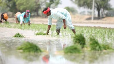 Paddy crop in most parts of Punjab is already 30-40 days old. (HT photo)