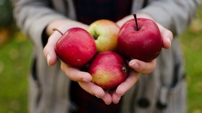 Apples: Studies have shown that people who consume apples regularly have lower risk of asthma and lung cancer. (Unsplash)