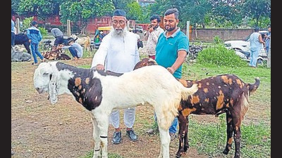Even till a day before the festival, goat traders of Manimajra reported minuscule sales. (HT PHOTO) Even till a day before the festival, goat traders of Manimajra reported minuscule sales. (HT PHOTO)