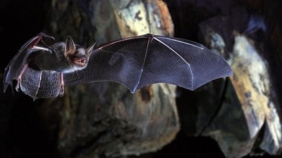 The genome sequencing of the bat samples has detected the presence of novel coronavirus in one of the samples. (Reuters) The genome sequencing of the bat samples has detected the presence of novel coronavirus in one of the samples. (Reuters)