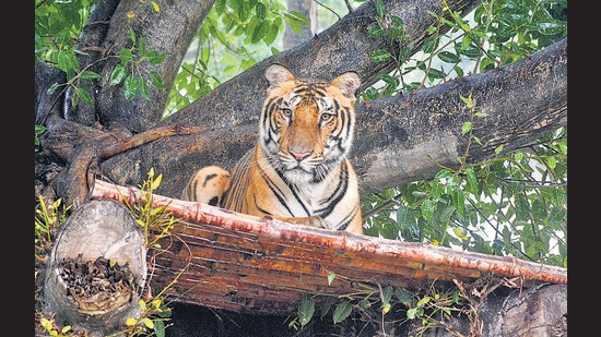 A tiger resting at Chhatbir Zoo on Tuesday. (Sant Arora/HT)