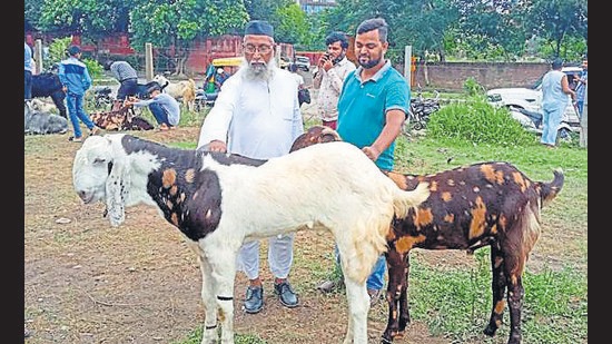 Even till a day before the festival, goat traders of Manimajra reported minuscule sales. (HT PHOTO)
