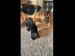 Older dog Dex tricking the puppy in this adorable and hilarious video. (TikTok/Instagram) Older dog Dex tricking the puppy in this adorable and hilarious video. (TikTok/Instagram)