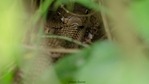 The pic of the king cobra eating another cobra was shared on Twitter by IFS officer Parveen Kaswan.(Twitter/@parveenKaswan) The pic of the king cobra eating another cobra was shared on Twitter by IFS officer Parveen Kaswan.(Twitter/@parveenKaswan)