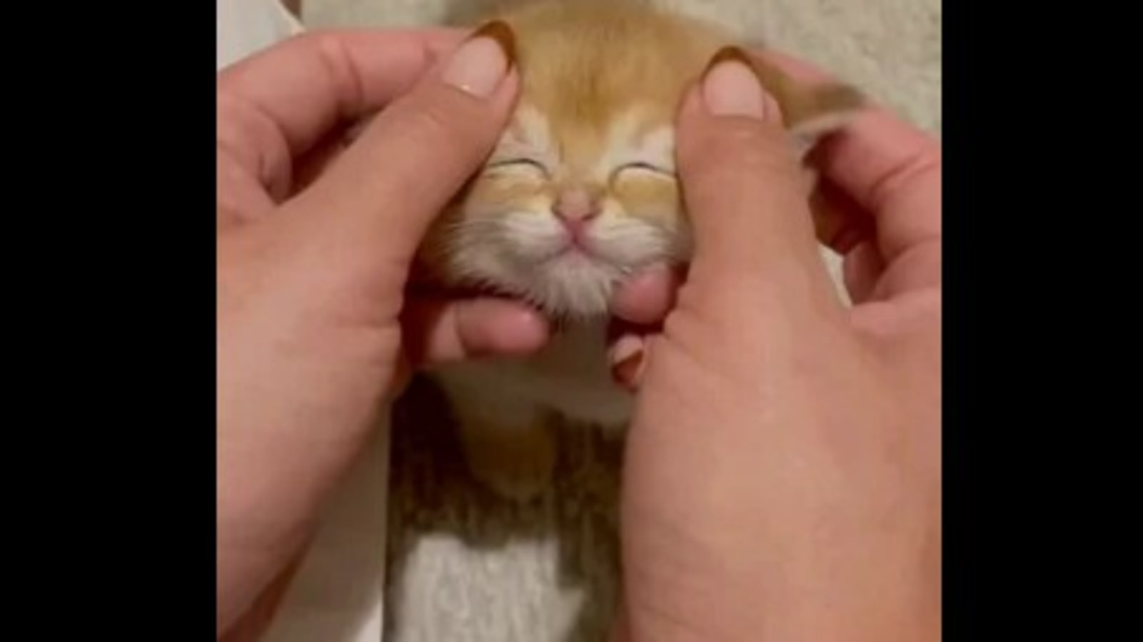 Video Of Tiny Cat Getting A Face Massage Is Oddly Relaxing To Watch Trending Hindustan Times