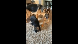 Older dog Dex tricking the puppy in this adorable and hilarious video. 