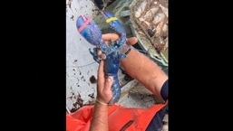 A picture of the rare blue lobster shared by Captain Joe and Sons Lobster on Facebook. 