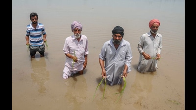 Farmers showing the paddy crop damaged due to heavy rain at Jattan Kheran village near Patiala. (PTI) Farmers showing the paddy crop damaged due to heavy rain at Jattan Kheran village near Patiala. (PTI)