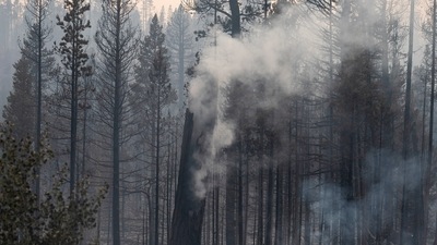 Smoke billows from a tree trunk as the Bootleg Fire burns through vegetation near Paisley, Oregon, on July 20. The smoke on the US East Coast was reminiscent of last fall when multiple large fires burning in Oregon in the state's worst fire season in recent memory choked the local skies with pea-soup smoke but also impacted air quality several thousand miles away. (David Ryder / REUTERS) Smoke billows from a tree trunk as the Bootleg Fire burns through vegetation near Paisley, Oregon, on July 20. The smoke on the US East Coast was reminiscent of last fall when multiple large fires burning in Oregon in the state's worst fire season in recent memory choked the local skies with pea-soup smoke but also impacted air quality several thousand miles away. (David Ryder / REUTERS)
