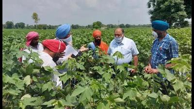 Monitor cotton crop for whitefly, pink bollworm attack: PAU