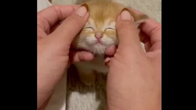 The image shows the tiny cat getting a massage. (Reddit/@ameen__shaikh)