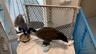 The image shows the goose sharing a meal with its mate. (Instagram/@thecapewildlifecenter)