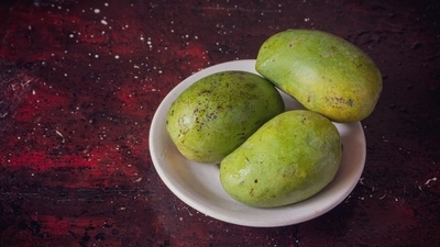 Himsagar: Cultivated in Malda, Murshidaba,Nadia and Hooghly districts of West Bengal, it is a thin-skinned mango, characterised by complete absence of fibre. It has a golden hue, pleasant aroma and unparalleled sweetness. Himsagar has a record of attending the Mango Festival held in the United States. These mangoes are found for the shortest period, starting from the second week of May till June end. Himsagar: Cultivated in Malda, Murshidaba,Nadia and Hooghly districts of West Bengal, it is a thin-skinned mango, characterised by complete absence of fibre. It has a golden hue, pleasant aroma and unparalleled sweetness. Himsagar has a record of attending the Mango Festival held in the United States. These mangoes are found for the shortest period, starting from the second week of May till June end.