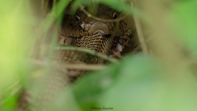The pic of the king cobra eating another cobra was shared on Twitter by IFS officer Parveen Kaswan. (Twitter/@parveenKaswan) The pic of the king cobra eating another cobra was shared on Twitter by IFS officer Parveen Kaswan. (Twitter/@parveenKaswan)